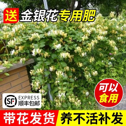耐寒金银花树苗盆栽绿植室内花好养四季开花阳台庭院吊兰爬藤植物