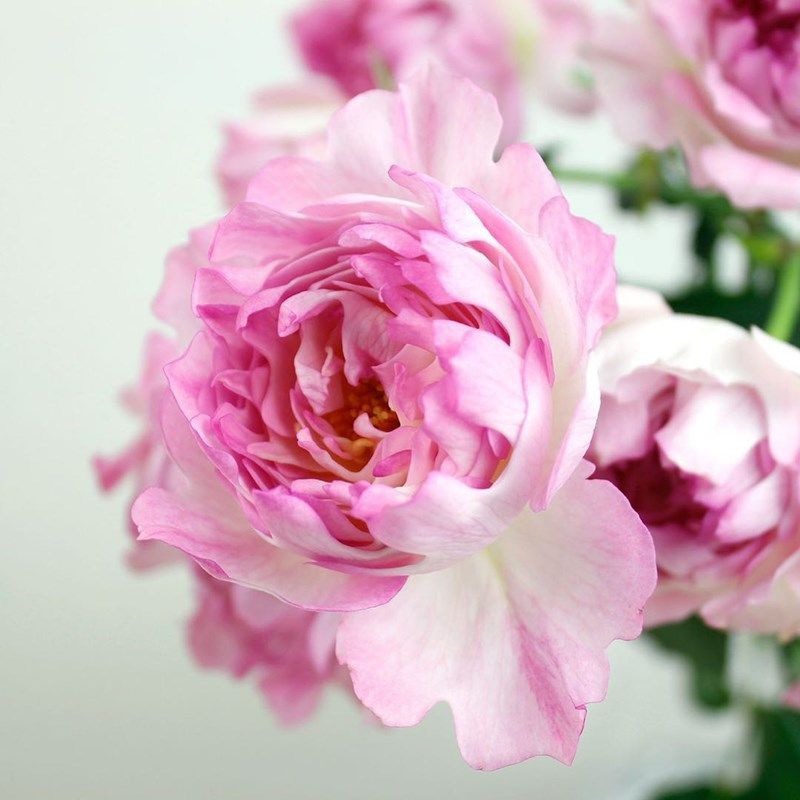 新品切花海葵海的女儿玫瑰月季花苗多头开花抗病勤花耐寒花卉植物,鲜花速递/花卉仿真/绿植园艺,月季/蔷薇/玫瑰,淘宝优惠券,粉丝福利购,淘宝优惠卷