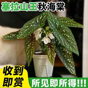塞拉山王秋海棠盆栽竹节鳟鱼绿泡花卉阳台室内芋类植物四季好养活