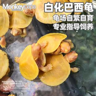 宠物龟白化巴西变异红眼观赏龟欧泽剃刀地图鳄龟儿童网红龟苗