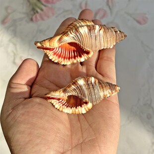 新款海螺贝壳毛法螺寄居蟹替换壳水族鱼缸造景家居装饰爬宠摆件