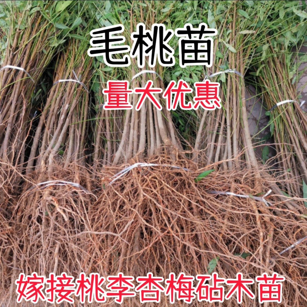 优质毛桃苗实生桃树苗桃苗直生毛桃苗桃树砧木苗桃树原生苗现挖发