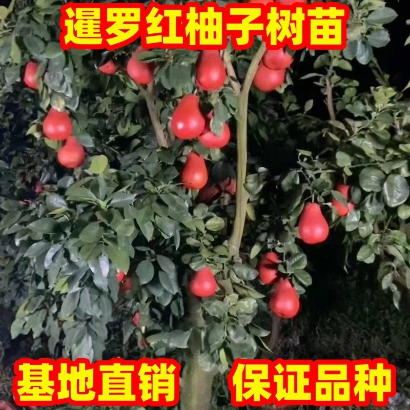 泰国暹罗红柚子树苗红皮柚子树苗庭院阳台盆栽地栽香水红柚果树苗