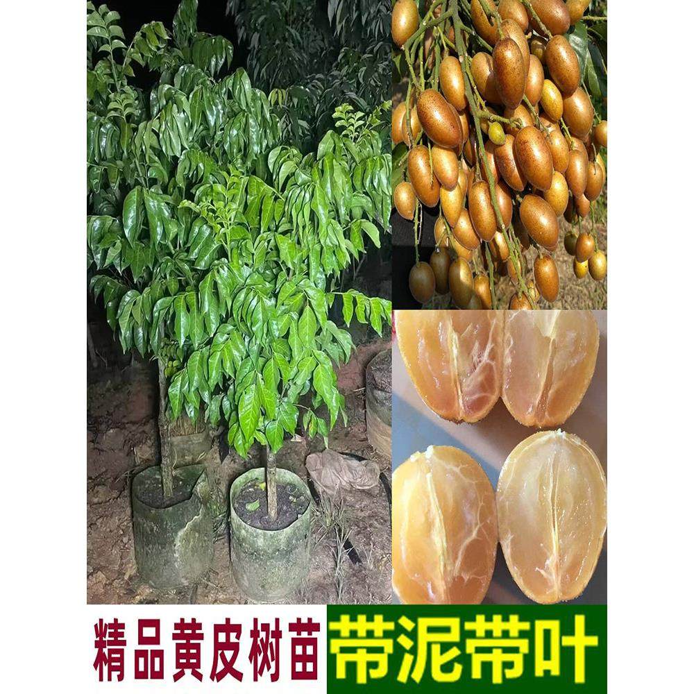 嫁接高产紫肉黄皮果树苗无核黄皮树苗黑黄皮冰糖黄皮果苗盆栽地栽,鲜花速递/花卉仿真/绿植园艺,果树,淘宝优惠券,粉丝福利购,淘宝优惠卷