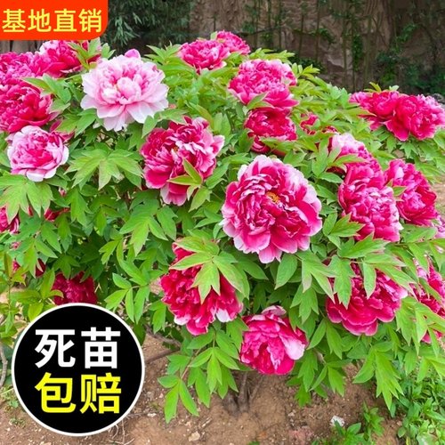 牡丹花苗盆栽正宗洛阳带花苞牡丹花种大苗缠枝重瓣花卉牡丹花树苗