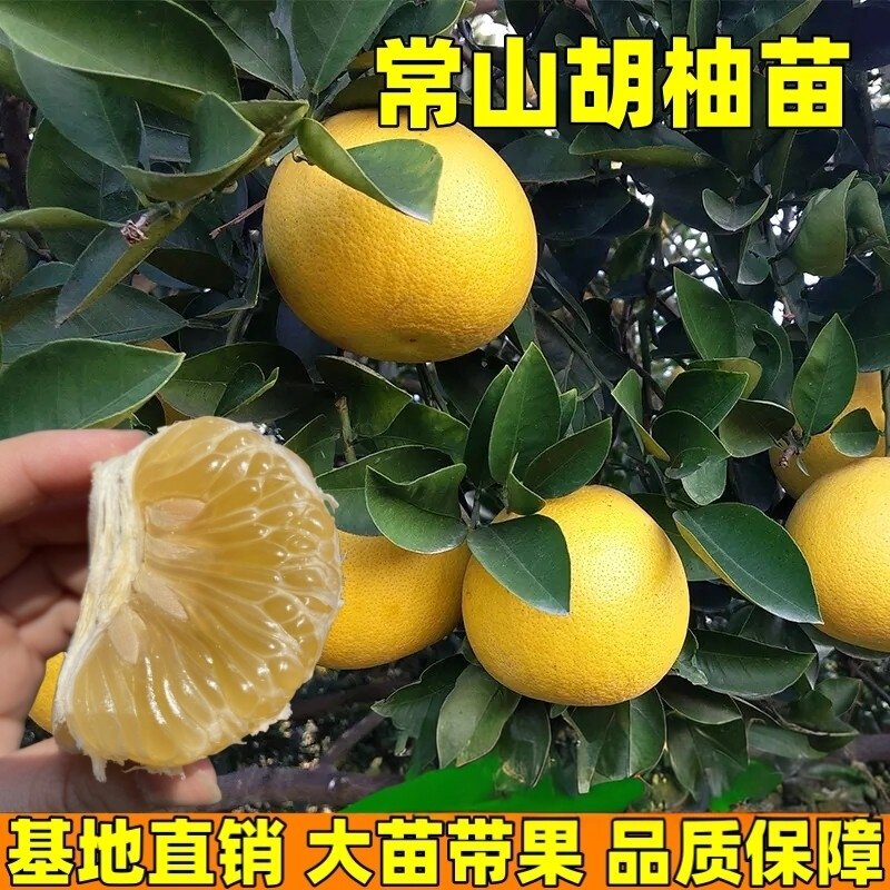 常山胡柚树苗南北方庭院地栽胡柚大树苗阳台盆栽嫁接树苗现挖现发