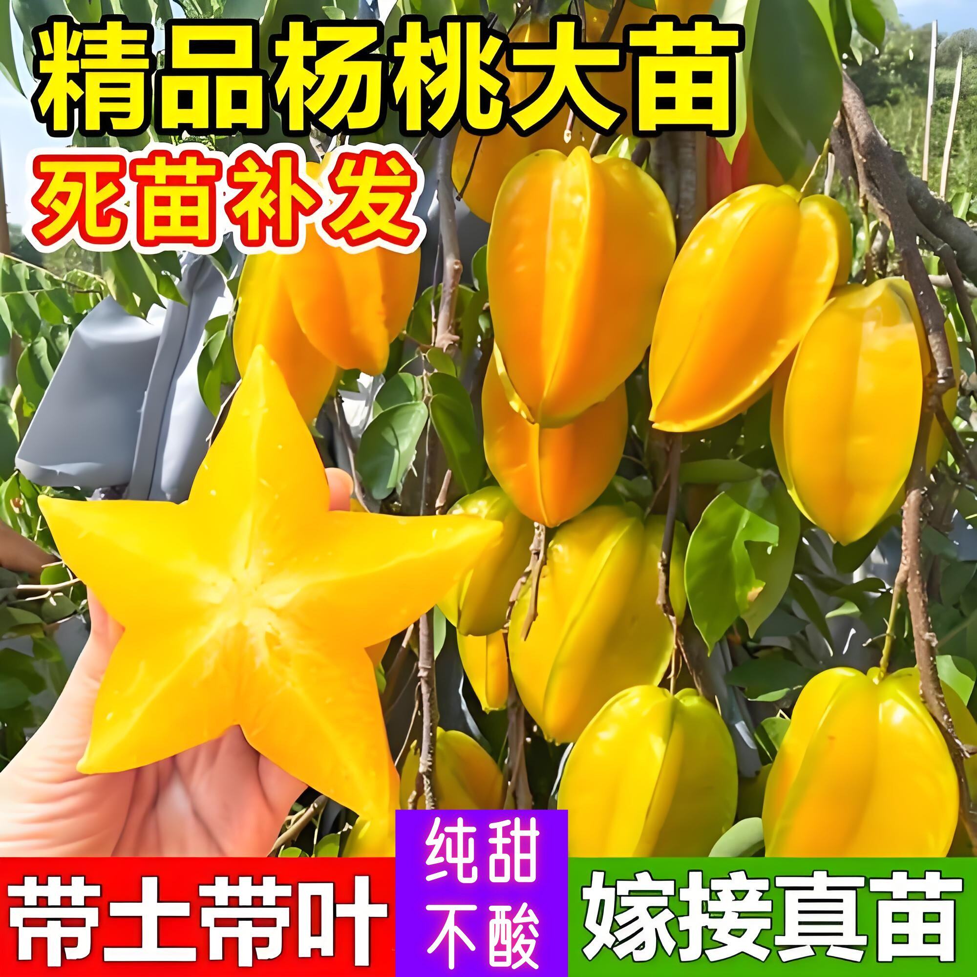 杨桃树苗嫁接果树苗纯甜马来西亚苗盆栽杨桃苗四季台湾大果带土叶