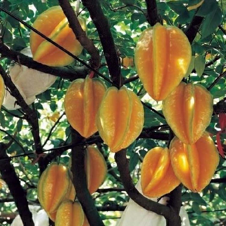 台湾四季甜杨桃苗马来西亚大果杨桃嫁接苗南北方盆栽庭院种植带土