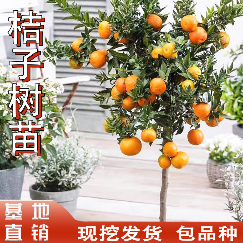 沙糖橘苗橘子树砂糖橘树苗盆栽地栽桔子树苗南方庭院果树橘子苗树