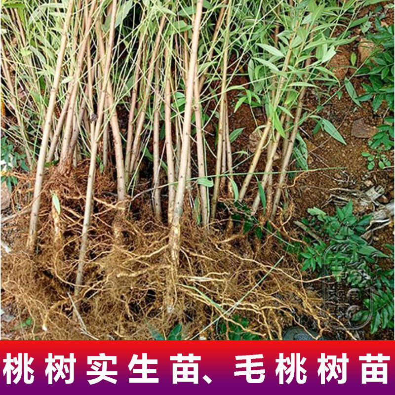 桃树实生苗毛桃苗冬桃苗李子黄桃砧木占地苗非嫁接山桃苗现起现发