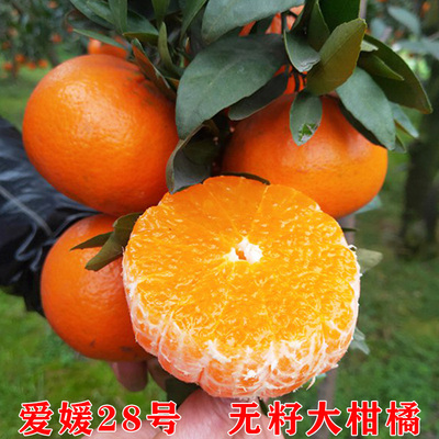 爱媛28号橘子树苗嫁接象牙山红美人爱媛28号果树苗果冻橙柑橘树苗
