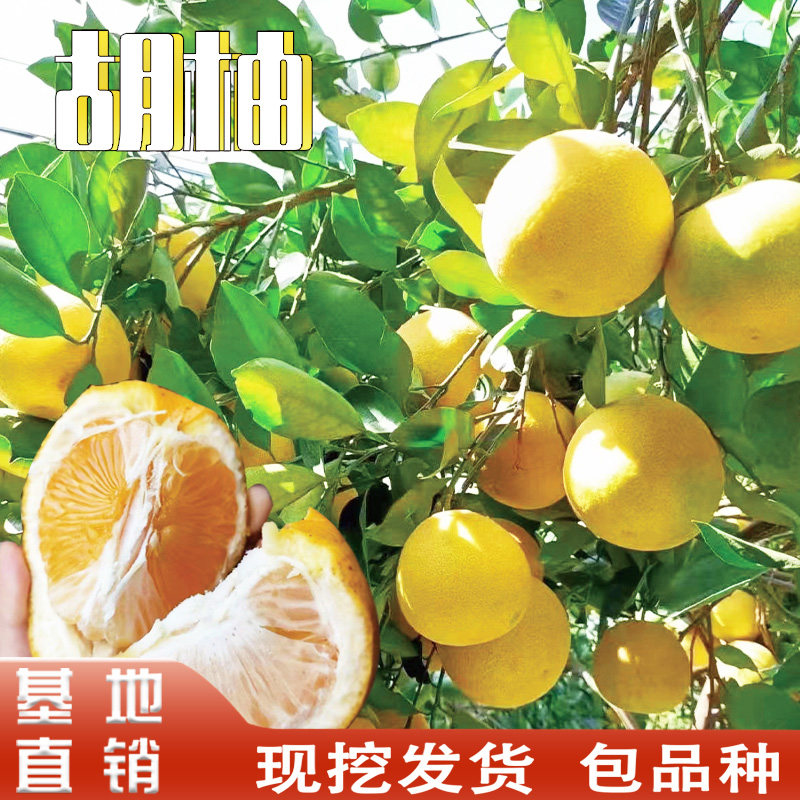 胡柚树苗南北方庭院地栽盆栽种植嫁接常山胡柚子苗甜柚子当年结果