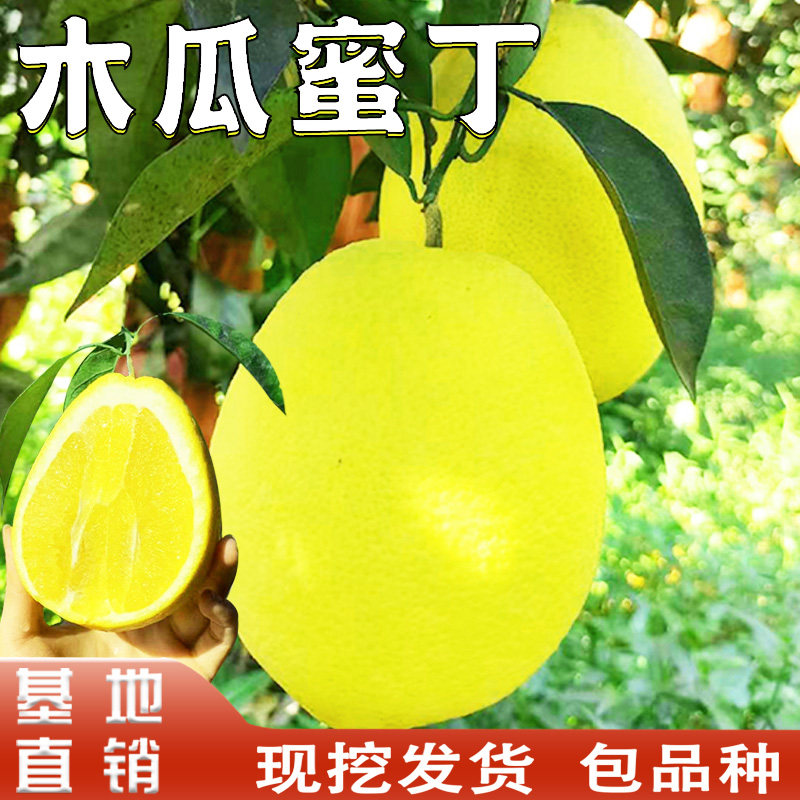 台湾木瓜蜜丁橙苗嫁接橙子树苗南方地栽盆栽种植特大活苗当年结果