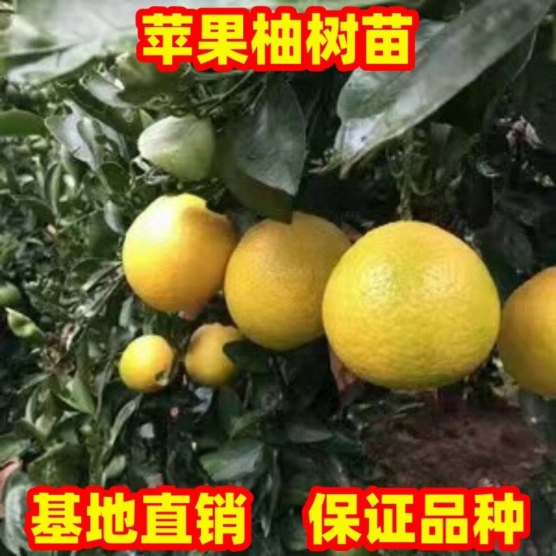 桔柚树苗新品种苹果柚树苗庭院地栽特大苹果柚果树苗盆栽现挖现发