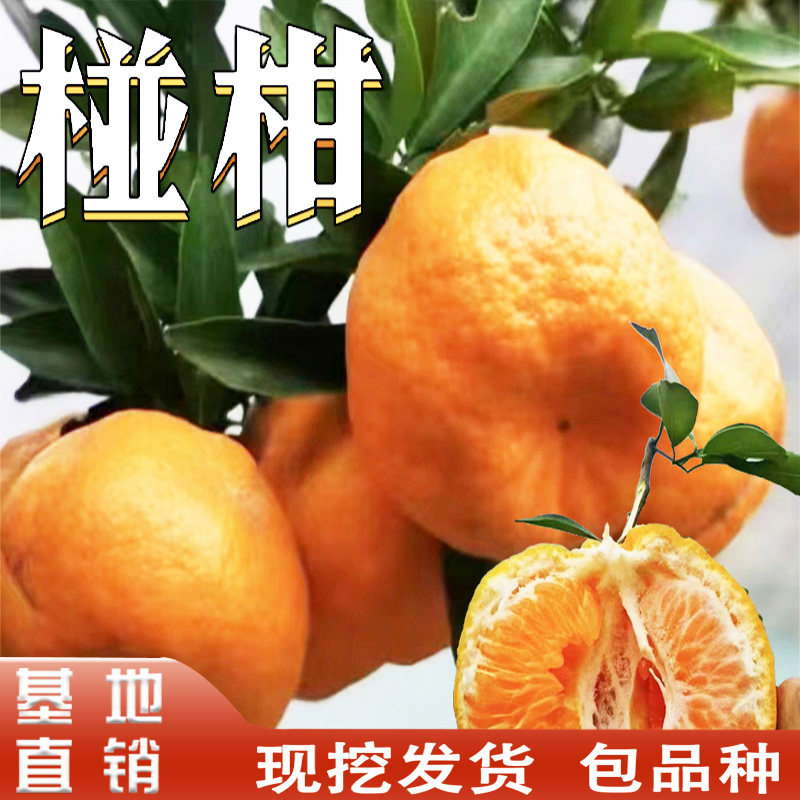 椪柑树苗嫁接苗椪柑苗盆栽地栽南北方庭院阳台特大果种植当年结果