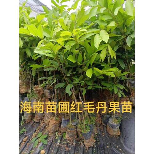 红毛丹树苗正宗海南红毛丹果苗嫁接苗双季毛荔枝杯苗南方种海南发