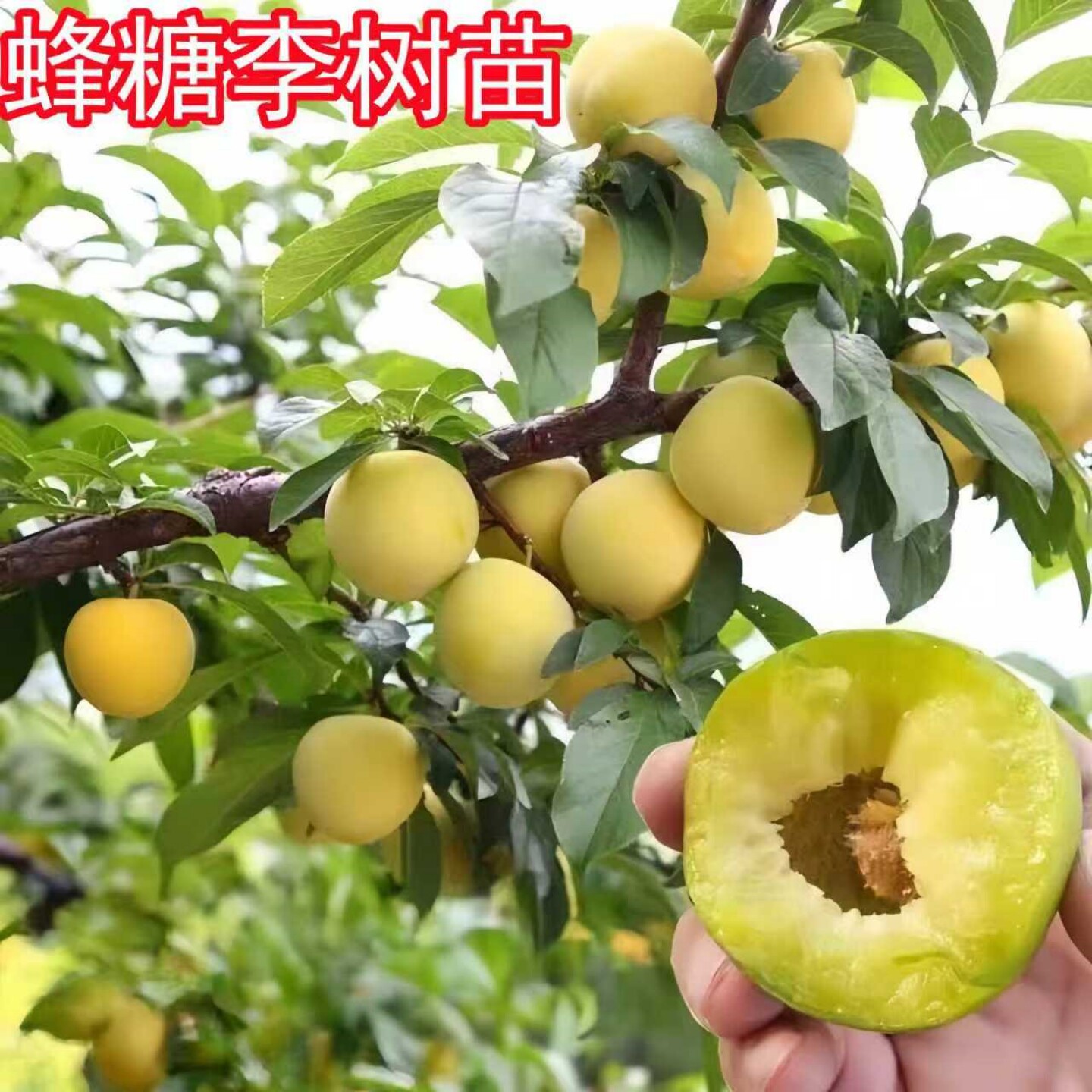 李子树果苗嫁接脱骨离核蜂糖沿河沙子空心李当年结果南方北方种植