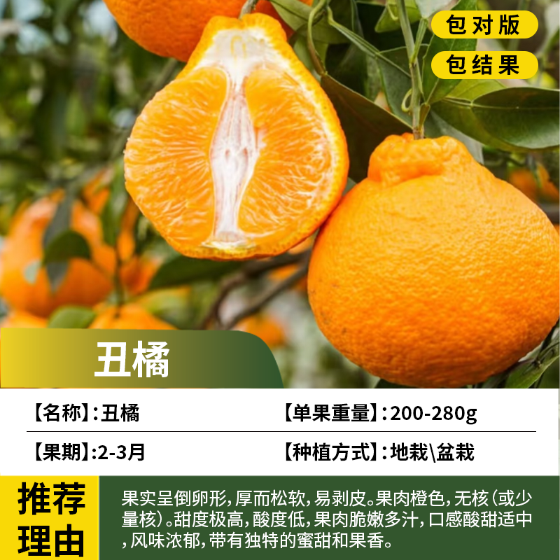 不知火丑橘树苗庭院丑八怪耐寒桔子果苗盆栽嫁接橘子带土当年结果