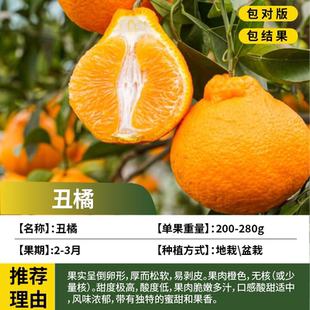 不知火丑橘树苗庭院丑八怪耐寒桔子果苗盆栽嫁接橘子带土当年结果