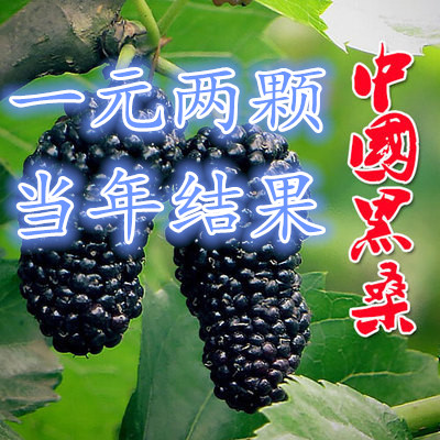 桑树苗无籽大十桑葚苗树莓地栽盆果树苗南方北方种植当年结果