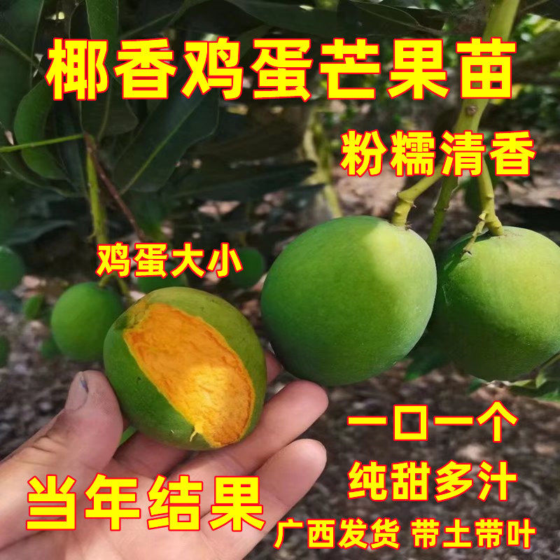 椰香鸡蛋芒果苗纯甜嫁接鸡蛋小香芒果苗当年结果阳台庭院盆栽地栽
