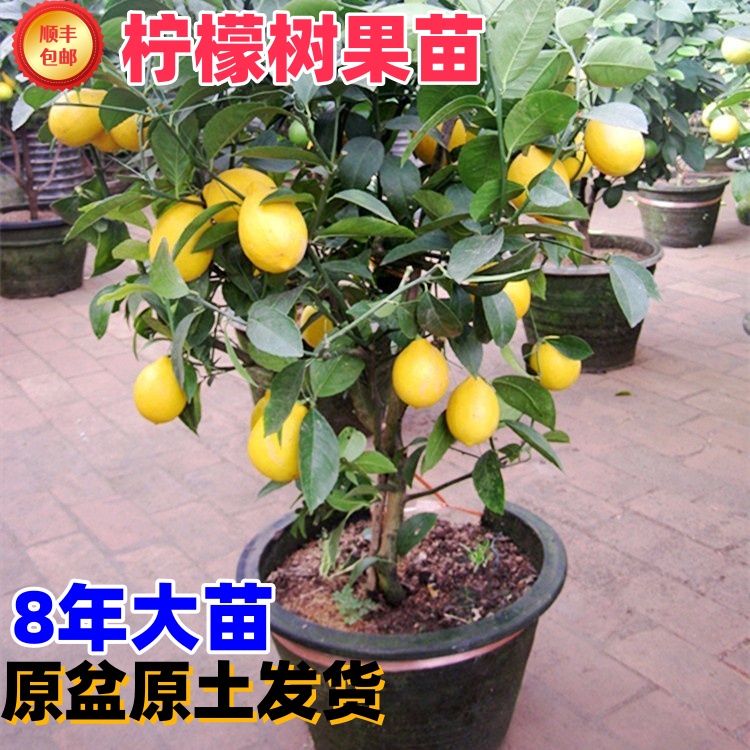 香水柠檬树苗盆栽带果室内室外结果无籽四季柠檬苗食用柠檬树果苗