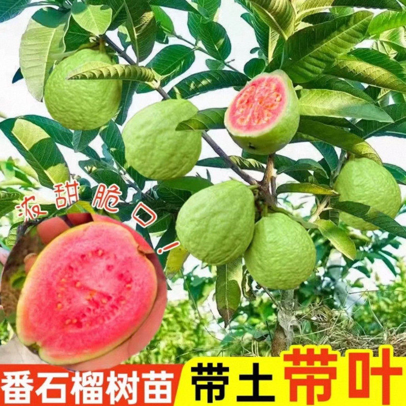 番石榴苗四季珍珠白肉红心芭乐少籽红宝石矮化石榴树超矮当年结果