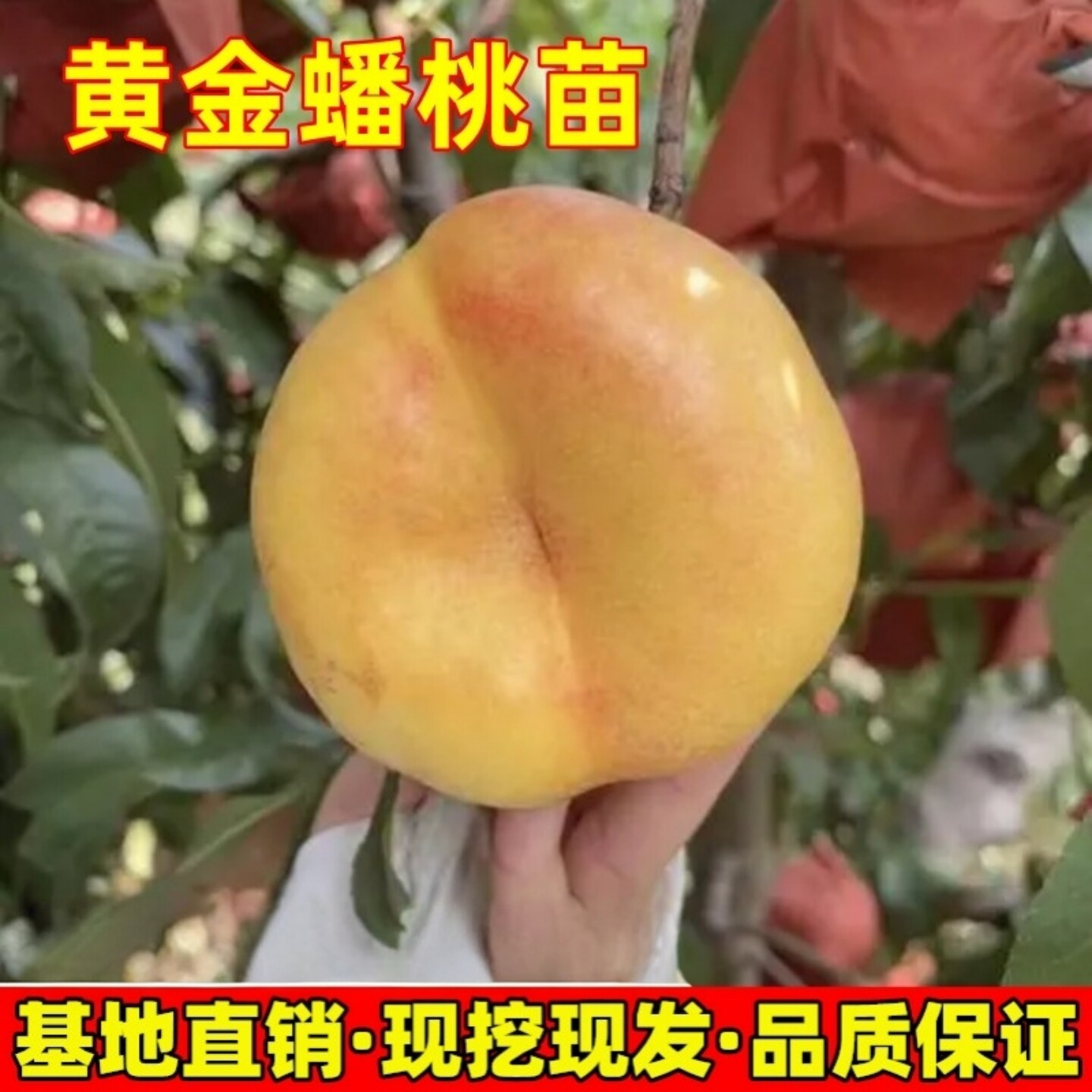 桃树苗黄金蟠桃果树苗南北方庭院地栽阳台盆栽嫁接果树苗当年结果