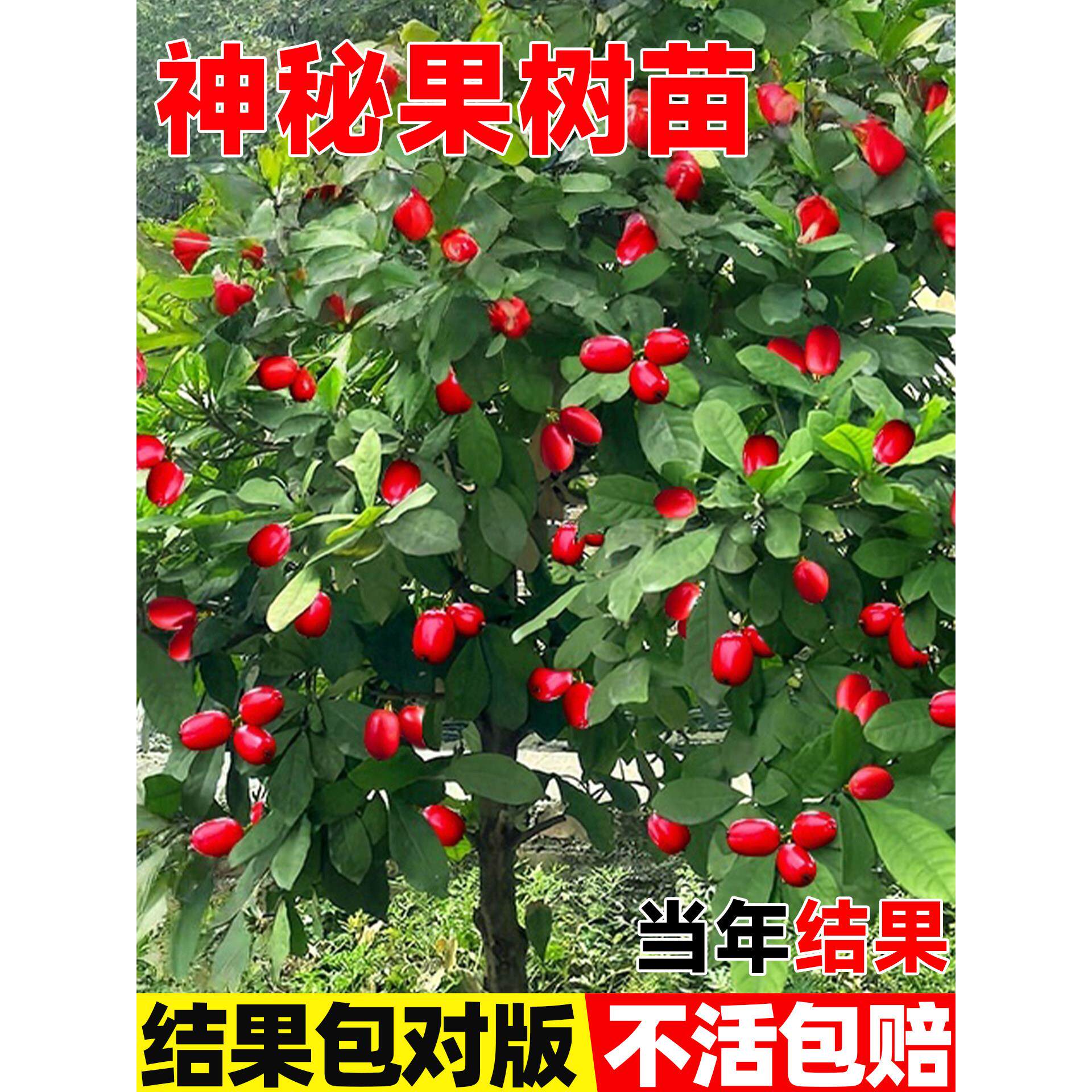 神秘果果树果苗四季阳台庭院盆栽地栽云南神秘果树苗鲜果乾变味果