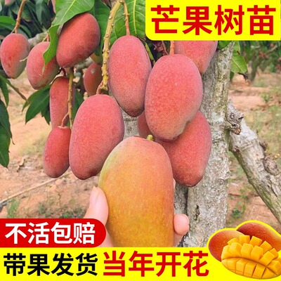 芒果苗树四季贵妃芒凯特嫁接树苗果树果苗南方阳台盆栽地栽好养活