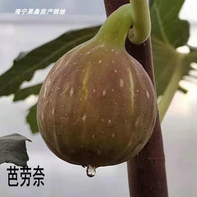 无花果树苗芭劳奈波姬红 采摘园果树苗 盆栽地栽糖包子无花果苗