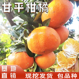 甘平柑橘苗庭院南方地栽树苗耐寒桔子果苗盆栽嫁接橘子树当年结果