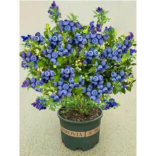 蓝莓树果苗带果蓝莓苗盆栽l25蓝梅树树苗南北方种植奥尼尔蓝美1号