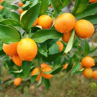 蜜糖金桔树带果庭院地栽橘子树大树阳台盆栽嫁接桔子树苗当年结果