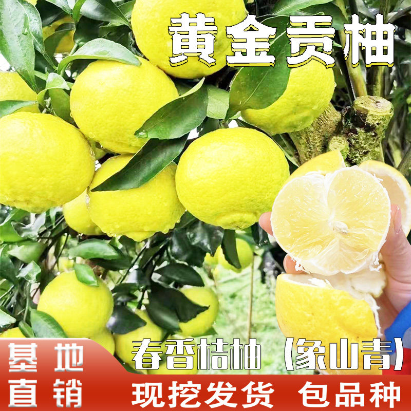 黄金贡柚苗嫁接树春香桔柚象山青耐寒庭院阳台地栽盆栽当年结果树