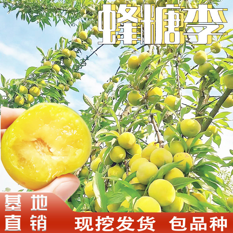 蜂糖李子树苗嫁接冰糖李子树地栽果树盆栽地栽南北方种植脱骨离核
