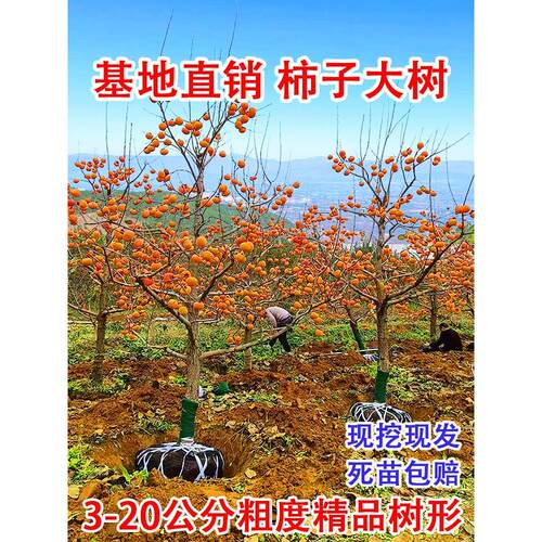 特大脆甜柿子树果苗嫁接树苗南方北方四季种植盆栽地栽庭院水果树