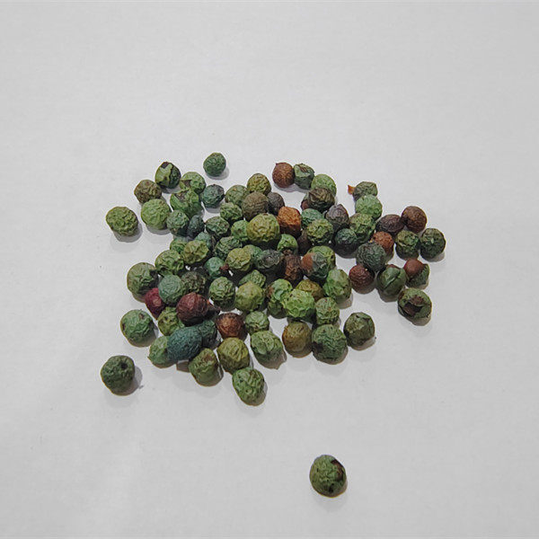 黄连木种子 黄鹂芽茶树种子 黄鹂牙种子 药树 鸡冠木 黄鹂茶楷树