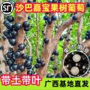 艾斯卡树葡萄庭院阳台南北方种植盆栽 嘉宝果苗树正宗果苗果树四季