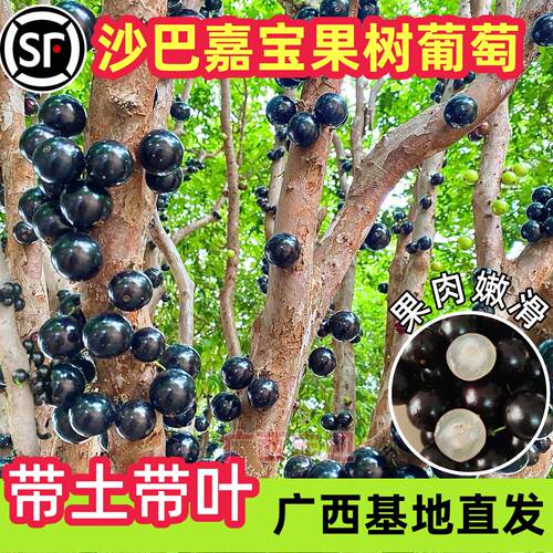 嘉宝果苗树正宗果苗果树四季艾斯卡树葡萄庭院阳台南北方种植盆栽