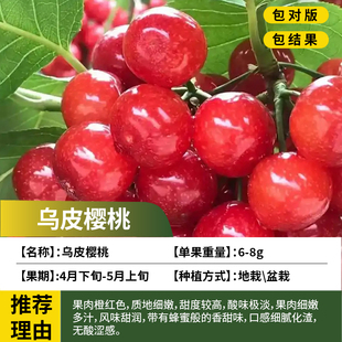 乌皮樱桃树苗南北方耐寒大树老品种果树果苗盆栽嫁接矮化当年结果