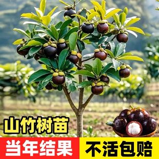 泰国山竹树苗带果四季盆栽岭南黄金山竹嫁接无籽种植果树果苗南方