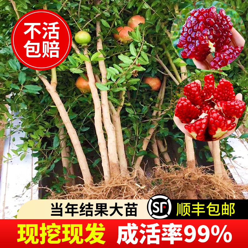 石榴树苗番石突尼斯软籽无子四季庭院盆景栽特大甜带土石榴果树苗
