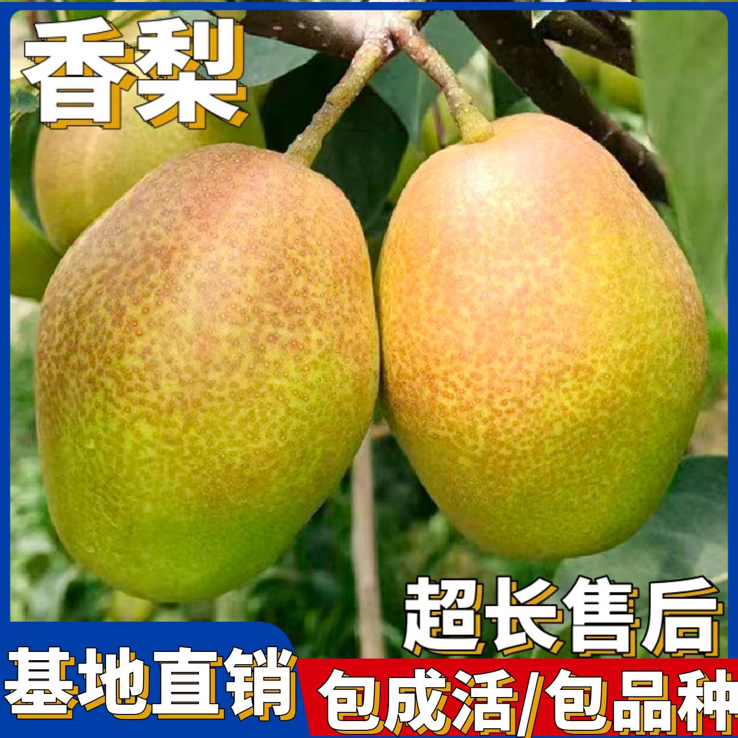 香梨树果苗嫁接新品种库尔勒玉露南北方种植特大盆栽活苗当年结果