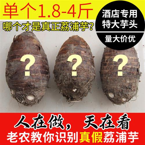 特大号广西特产荔浦芋头 新鲜槟榔芋香芋紫藤芋 火锅食材芋泥原料