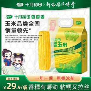 2024年新玉米十月稻田黄糯玉米220g8东北甜粘糯苞米真空装官方