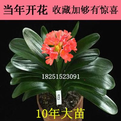 君子兰油匠精品大苗绿植盆景带花苞植物室内君子兰小苗兰花苗四季
