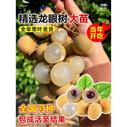 龙眼树苖嫁接石硖桂圆树苗储良盆栽果树果苗南方当年结果四季种植