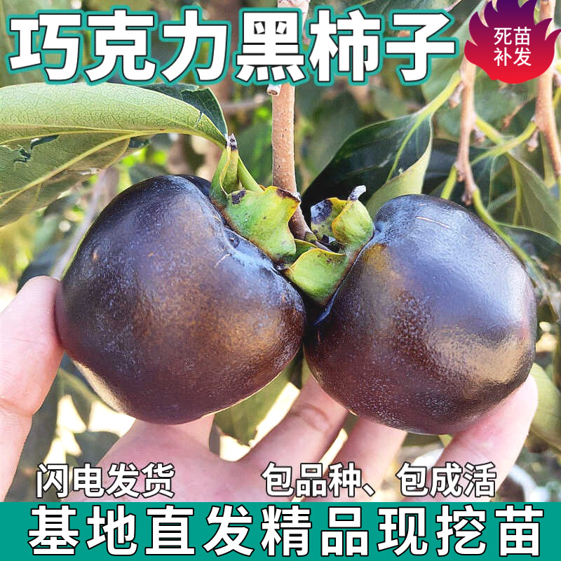 巧克力黑柿子苗树南北方庭院地栽盆栽种植嫁接黑柿子树苗当年结果