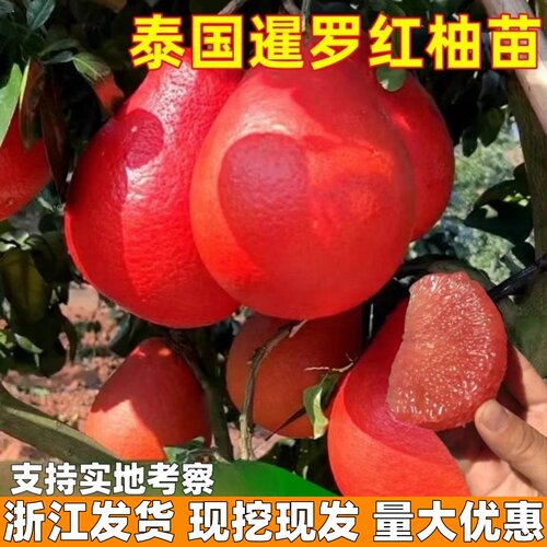 柚子树苗泰国三红柚苗暹罗红柚果树苗南方庭院阳台栽种大苗带土球